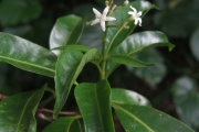 <strong>Psychotria nacdado - Birnbaum Philippe - 1430</strong><br />© Ramon, Laurence